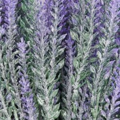 Juvale 12 Bundles Artificial Lavender Flowers For Bouquets, Fake Wild Stems For Wedding, Faux Table Centerpieces (14x2x3 In) 11 Juvale 12 Bundles Artificial Lavender Flowers For Bouquets, Fake Wild Stems For Wedding, Faux Table Centerpieces (14x2x3 In) -Home Furnishing Store GUEST 1e1b37a0 f897 4ca8 8c64 8105a4d6aca5