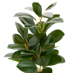 Juvale Artificial Plants In Pot, Fake Faux Plants With Gray Cement Planter, 3.1 X 3.1 X 11.8 In 9 Juvale Artificial Plants In Pot, Fake Faux Plants With Gray Cement Planter, 3.1 X 3.1 X 11.8 In -Home Furnishing Store GUEST 5fd852a2 c66e 4b8d 9414 f494a177fb70