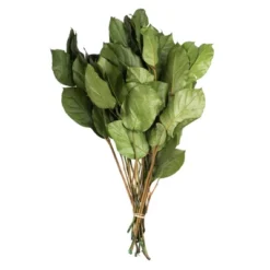 Vickerman 16-22" Natural Botanicals Salal Foliage Bunch -Home Furnishing Store GUEST 63f85076 9e81 4f33 8436 f3e808851ea3